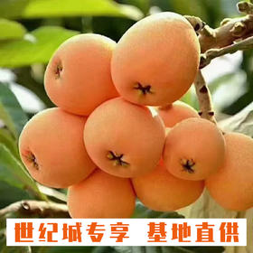 【GY】荔波有机枇杷 5斤装