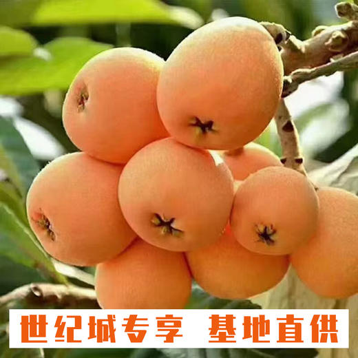 【GY】荔波有机枇杷 5斤装 商品图0