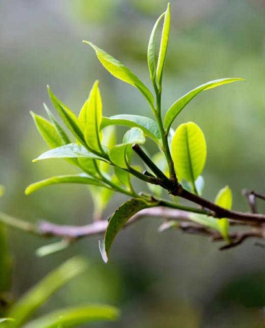 大兴古树普洱--生普-2013年 商品图5