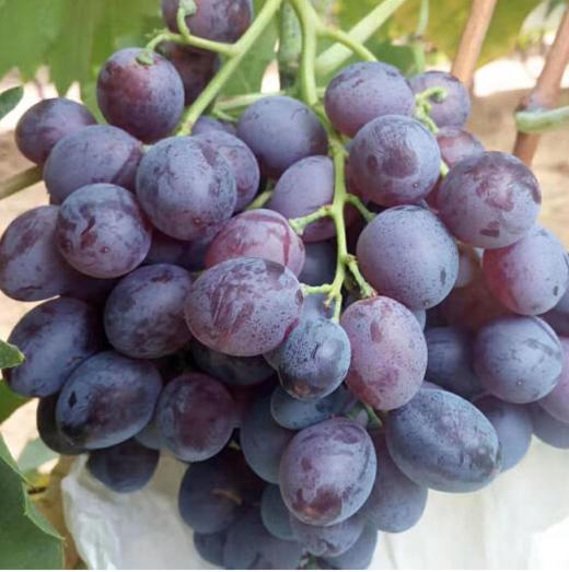 玫瑰香葡萄 500g±50g 【BC】【DN】 商品图1