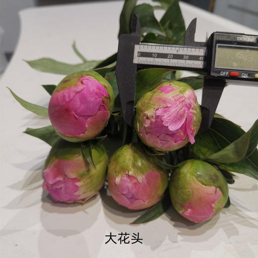 伽玛芍药花大花头5支 商品图6