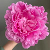 伽玛芍药花大花头5支 商品缩略图5