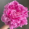 伽玛芍药花大花头5支 商品缩略图4