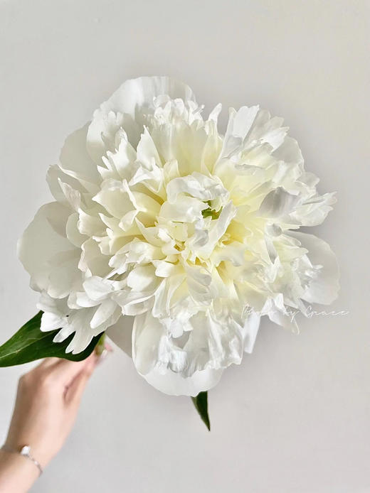 精品花材芍药花公爵夫人 商品图4