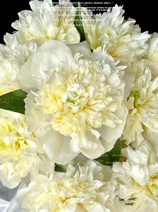 精品花材芍药花公爵夫人 商品图2