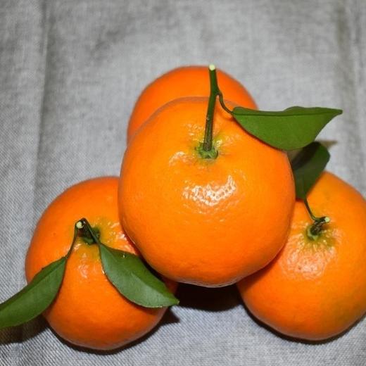 明日见柑橘一份3斤装 商品图0