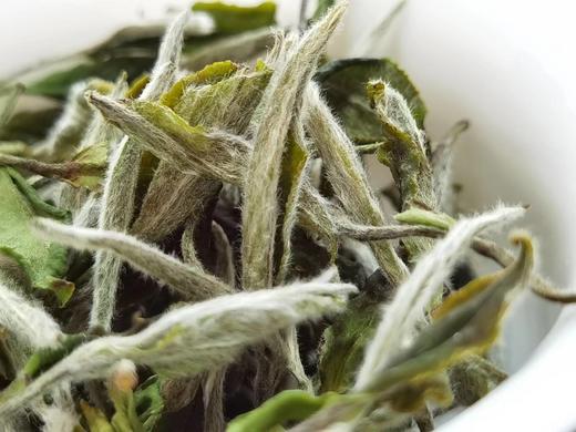 22春·枞古大音（40-60年树龄，荒野牡丹散茶·直面茶） 商品图1