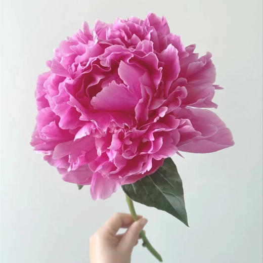 伽玛芍药花大花头5支 商品图2