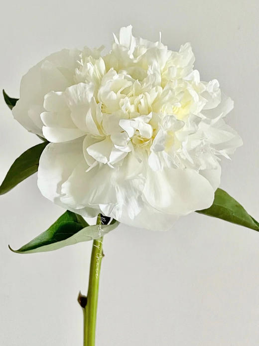 精品花材芍药花公爵夫人 商品图3