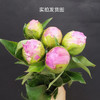 伽玛芍药花大花头5支 商品缩略图7