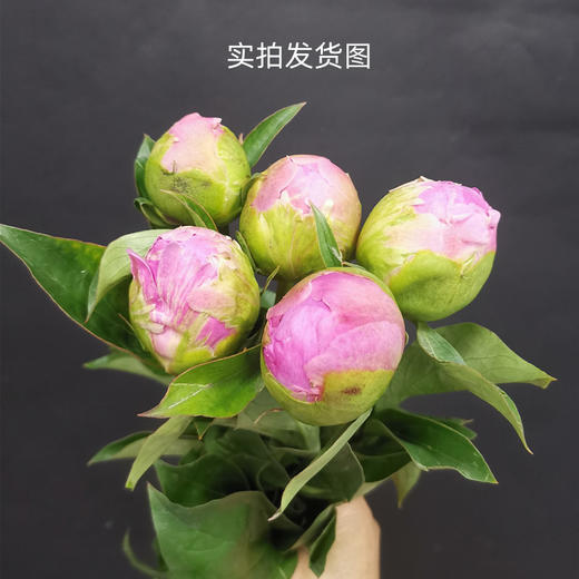 伽玛芍药花大花头5支 商品图7