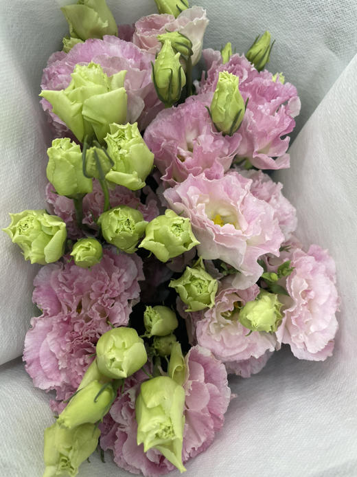 【洋桔梗】--阳光粉，  若干枝/扎 商品图5