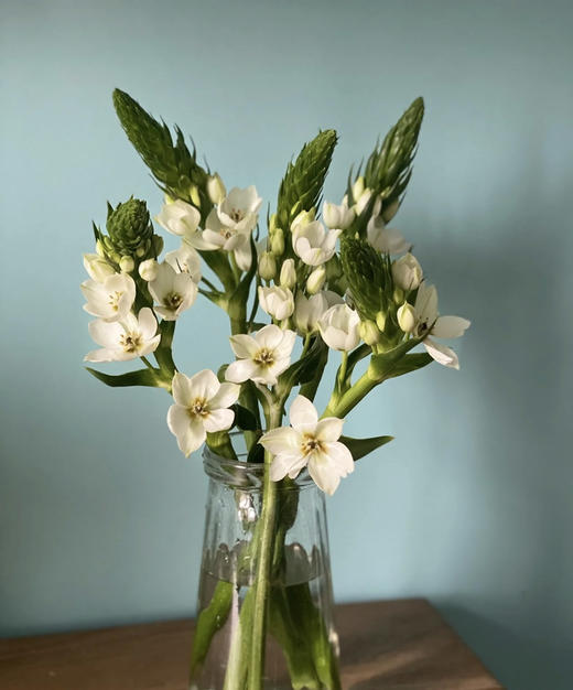 雀梅 白色 10支/扎 商品图3