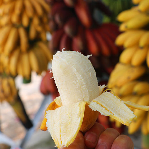 漳州土楼红美人香蕉 商品图1