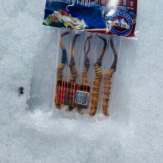 【再送一根】可溯源青海果洛新鲜冬虫夏草  精品货（排单发货，假一赔十，拒绝“水洗草” “种植草" "断草" "黑草"  “造假牙签草） 商品图1