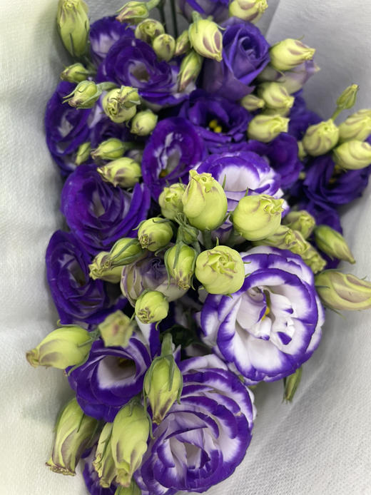 【洋桔梗】--紫边色，若干枝/扎 商品图2