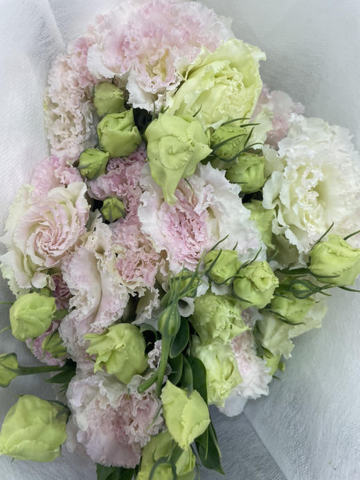 【洋桔梗】--冰淇淋 若干枝/扎 商品图9