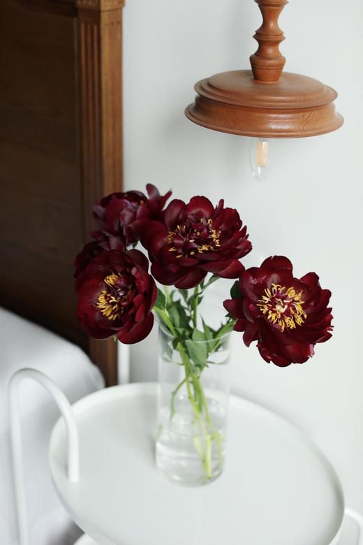 【预售！4.20起陆续发出】黑美人芍药【你未必出类拔萃，但你定与众不同】黑美人  2件包邮 顺丰空运直发 商品图2