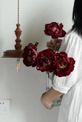 【预售！4.20起陆续发出】黑美人芍药【你未必出类拔萃，但你定与众不同】黑美人  2件包邮 顺丰空运直发