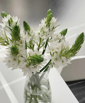 雀梅 白色 10支/扎