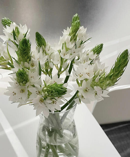 雀梅 白色 10支/扎 商品图0