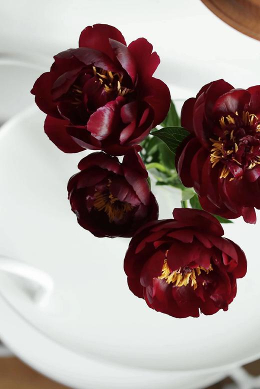 【预售！4.20起陆续发出】黑美人芍药【你未必出类拔萃，但你定与众不同】黑美人  2件包邮 顺丰空运直发 商品图7