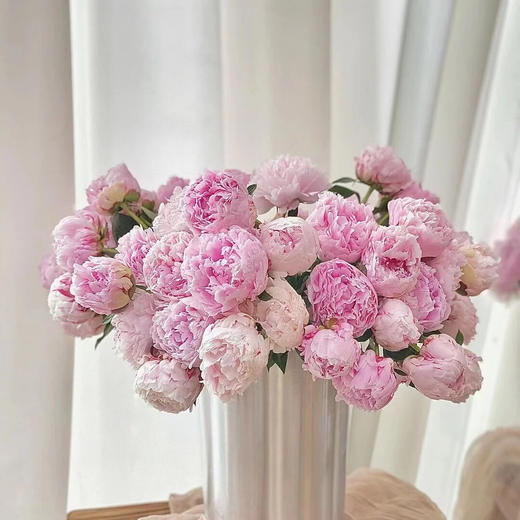 【沙拉重瓣芍药】5支/份  第二份减10元 商品图0