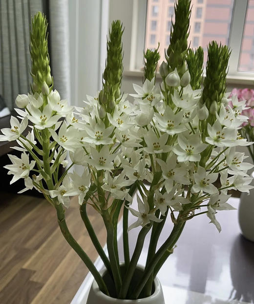 雀梅 白色 10支/扎 商品图4