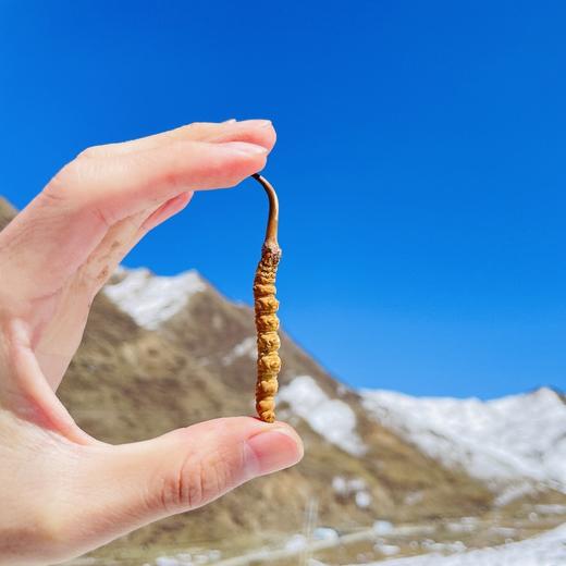 【再送一根】可溯源青海果洛新鲜冬虫夏草  精品货（排单发货，假一赔十，拒绝“水洗草” “种植草" "断草" "黑草"  “造假牙签草） 商品图3