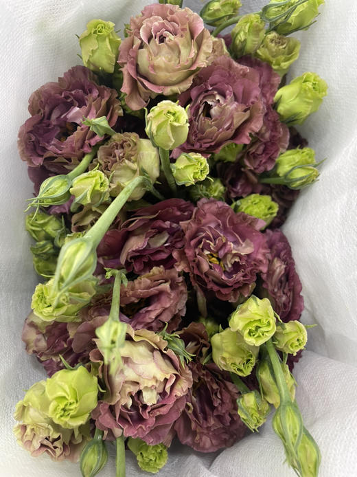 【洋桔梗】--茶色，  若干枝/扎 商品图1