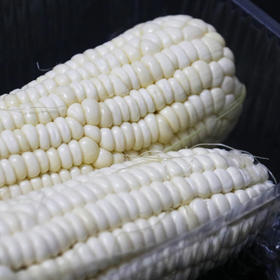 烧烤玉米棒（剥）1斤装/盒