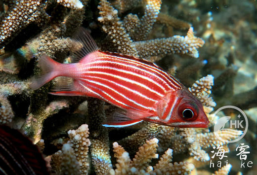 将军甲 商品图6