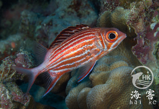 将军甲 商品图5