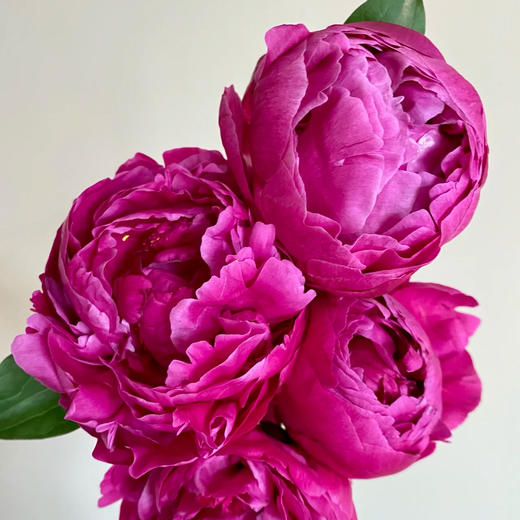 【红富士重瓣芍药】5支/份  第二份减10元 商品图6