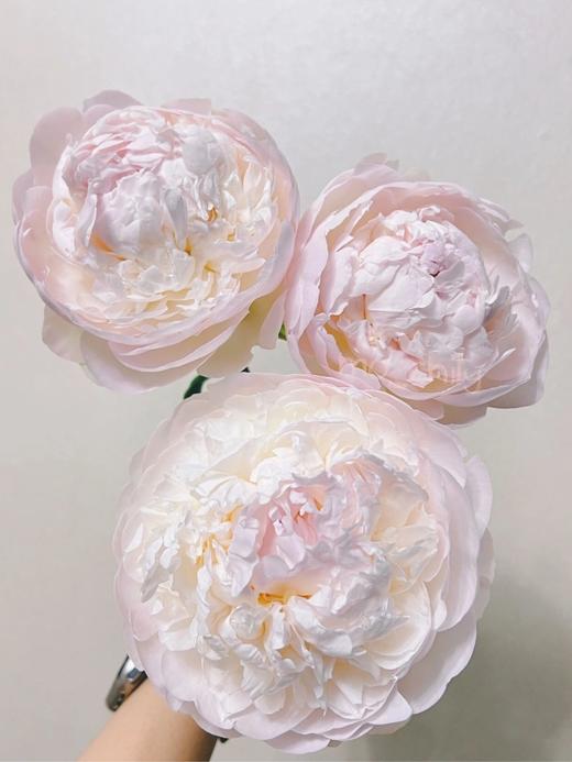 【预山东仓】顺丰包邮芍药 | 羞涩女王【可备注发货时间】 商品图1