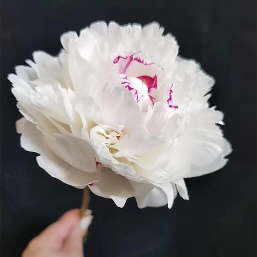 雪莉芍药花5支 商品图1