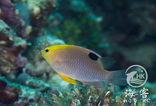 金头太阳么 商品图3