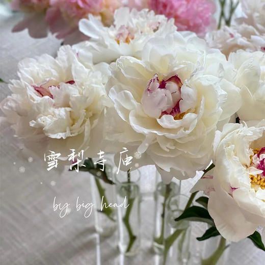 雪莉芍药花5支 商品图3