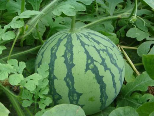 西瓜  2500g±500g  【BC】【DN】 商品图2