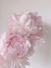 【预售！4.20起陆续发出】枕边语芍药【我可以每天在你身边醒来吗？】简小姐精超大花头 稀有少女粉 枕边语 2件包邮 顺丰空运 商品缩略图6
