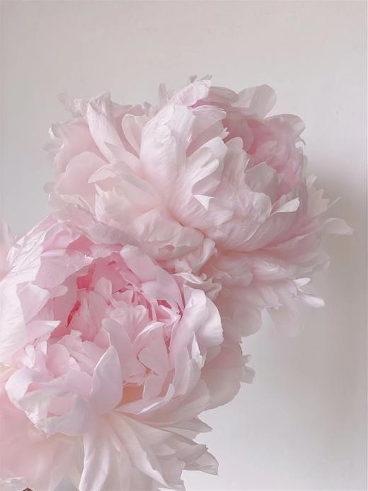 【预售！4.20起陆续发出】枕边语芍药【我可以每天在你身边醒来吗？】简小姐精超大花头 稀有少女粉 枕边语 2件包邮 顺丰空运 商品图6