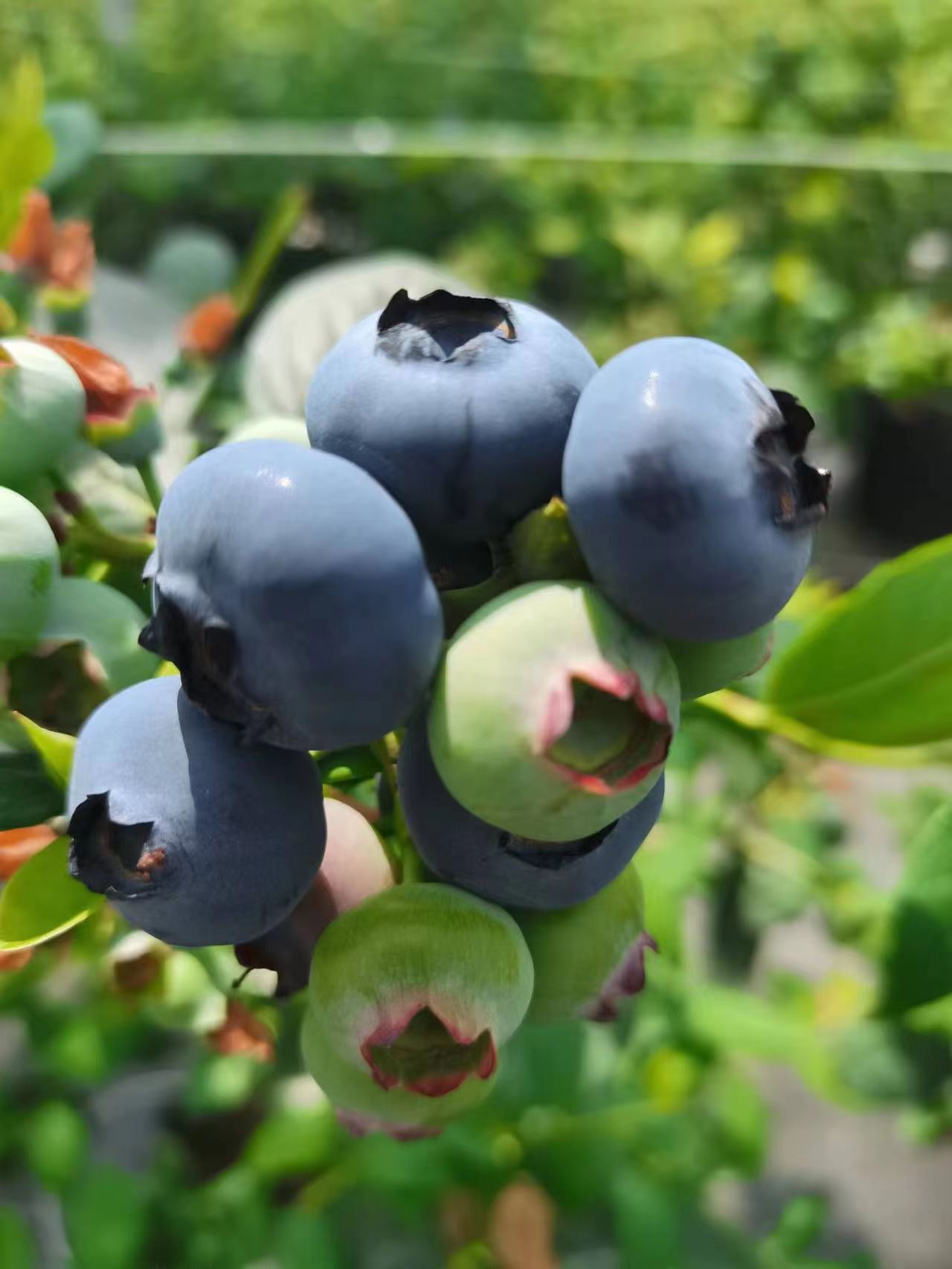 【蓝莓皇后】99元/4盒500g，本地有机蓝莓大果礼盒装