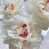 雪莉芍药花5支 商品缩略图4