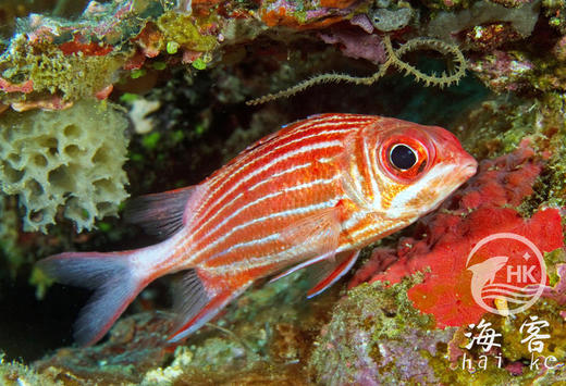 将军甲 商品图1