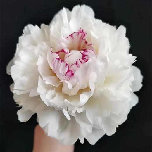 雪莉芍药花5支 商品图2
