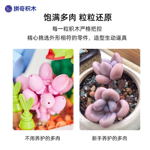 T 拼奇积木 15100 多肉花园系列  晨曦之蓝 商品图3