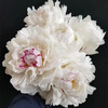 雪莉芍药花5支 商品缩略图0