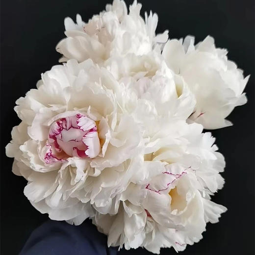 雪莉芍药花5支 商品图0