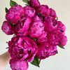 【红富士重瓣芍药】5支/份  第二份减10元 商品缩略图3