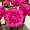 【红富士重瓣芍药】5支/份  第二份减10元 商品缩略图9